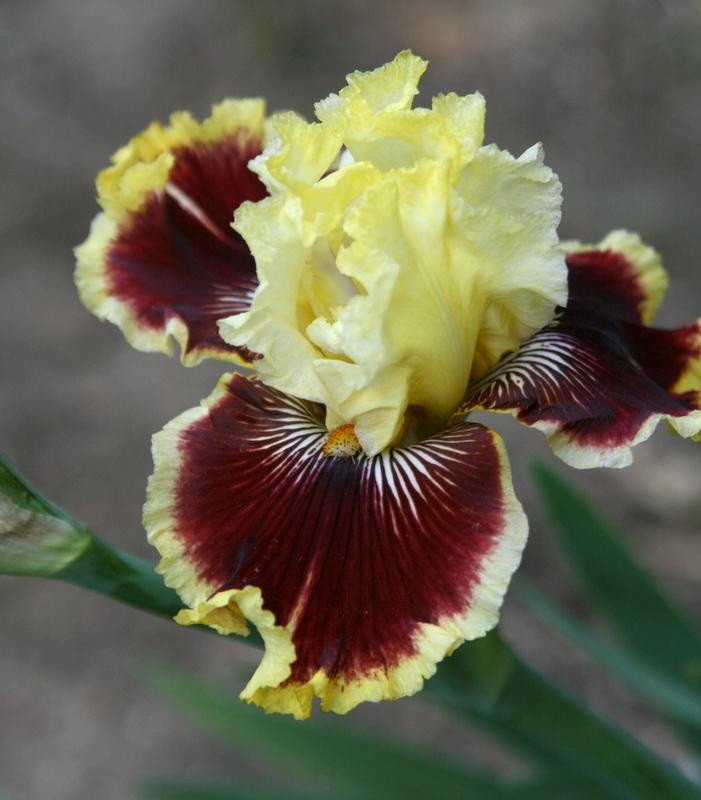 Photo of Tall Bearded Iris (Iris 'Rogue Trader') uploaded by Calif_Sue