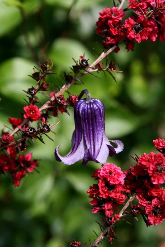 Photo of Clematis 'Roguchi' uploaded by Calif_Sue