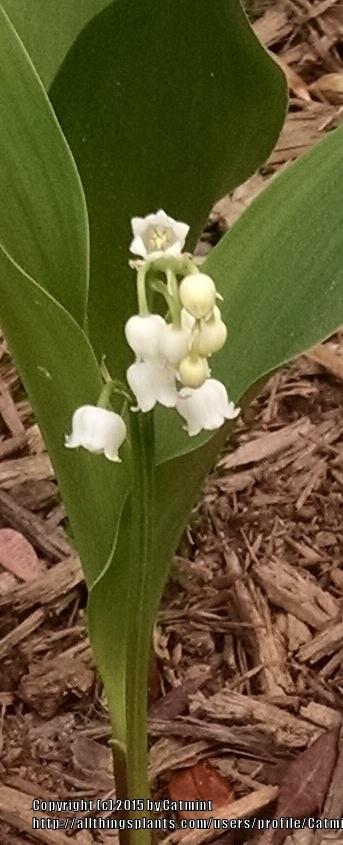 Photo of Lily Of The Valley (Convallaria majalis) uploaded by Catmint20906