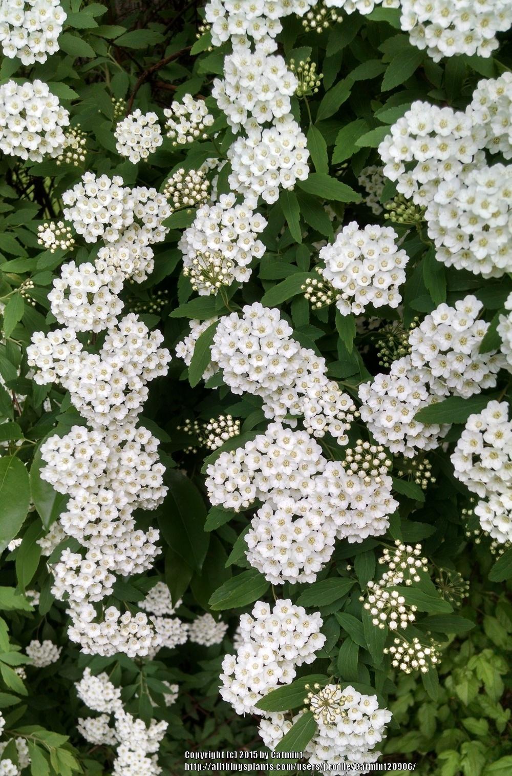 Photo of Spiraeas (Spiraea) uploaded by Catmint20906