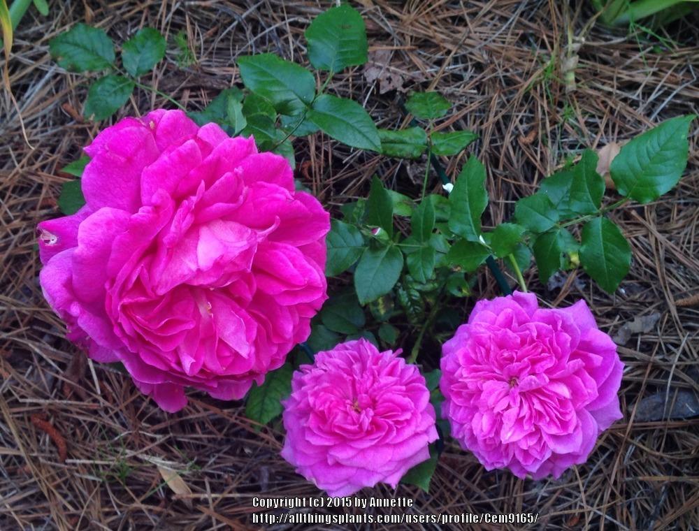 Photo of Rose (Rosa 'Young Lycidas') uploaded by Cem9165