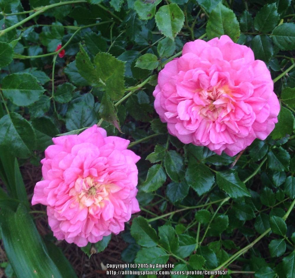 Photo of Rose (Rosa 'Christopher Marlowe') uploaded by Cem9165