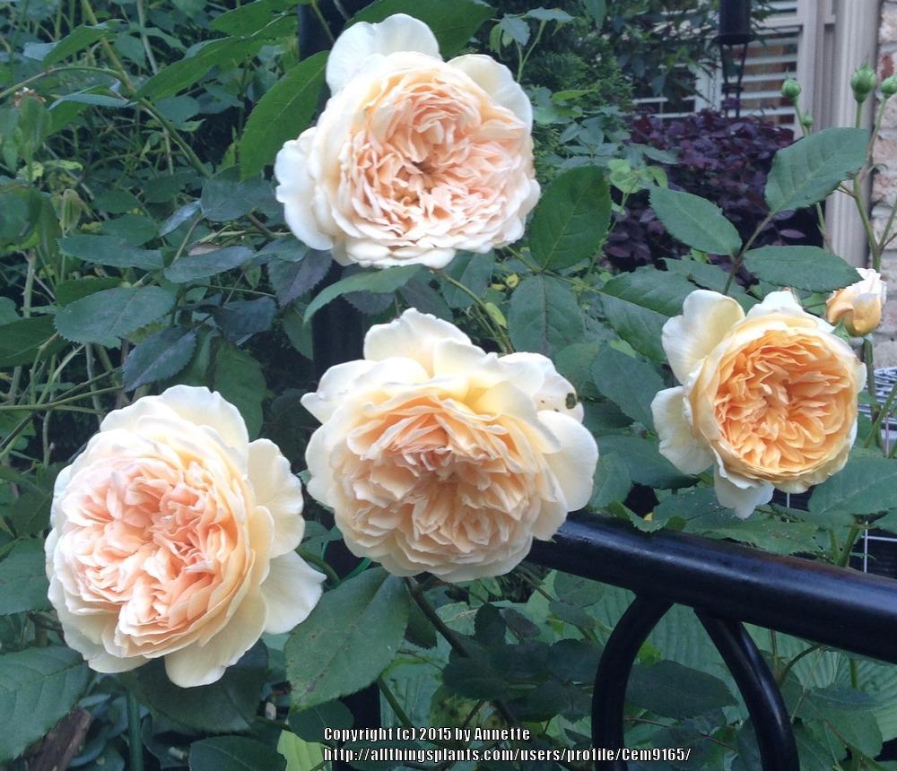 Photo of English Shrub Rose (Rosa 'Crown Princess Margareta') uploaded by Cem9165
