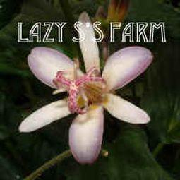 Photo of Toad Lily (Tricyrtis hirta 'Togen') uploaded by Joy