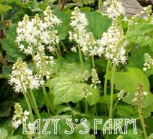 Photo of Foamflower (Tiarella cordifolia 'Brandywine') uploaded by Joy