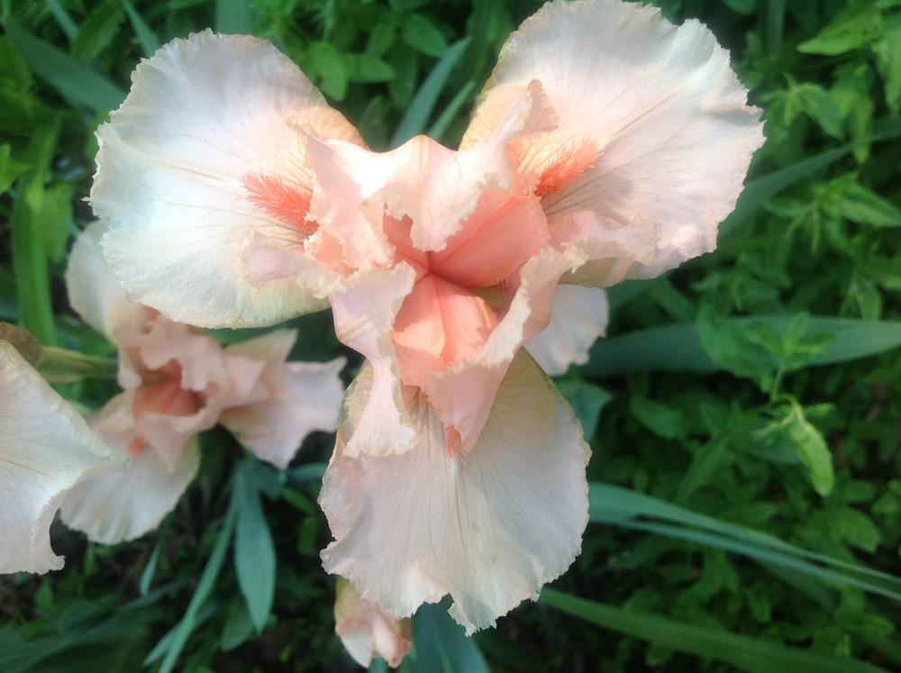 Photo of Intermediate Bearded Iris (Iris 'Magic Bubbles') uploaded by Lilydaydreamer