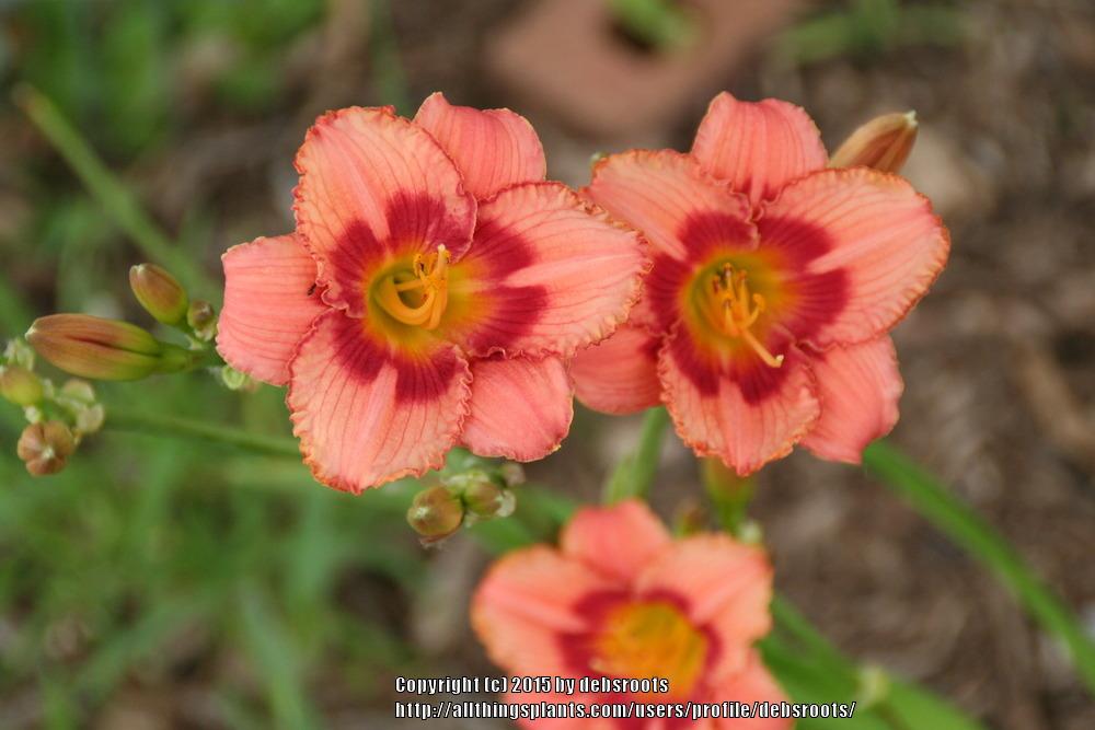 Photo of Daylily (Hemerocallis 'Strawberry Candy') uploaded by debsroots