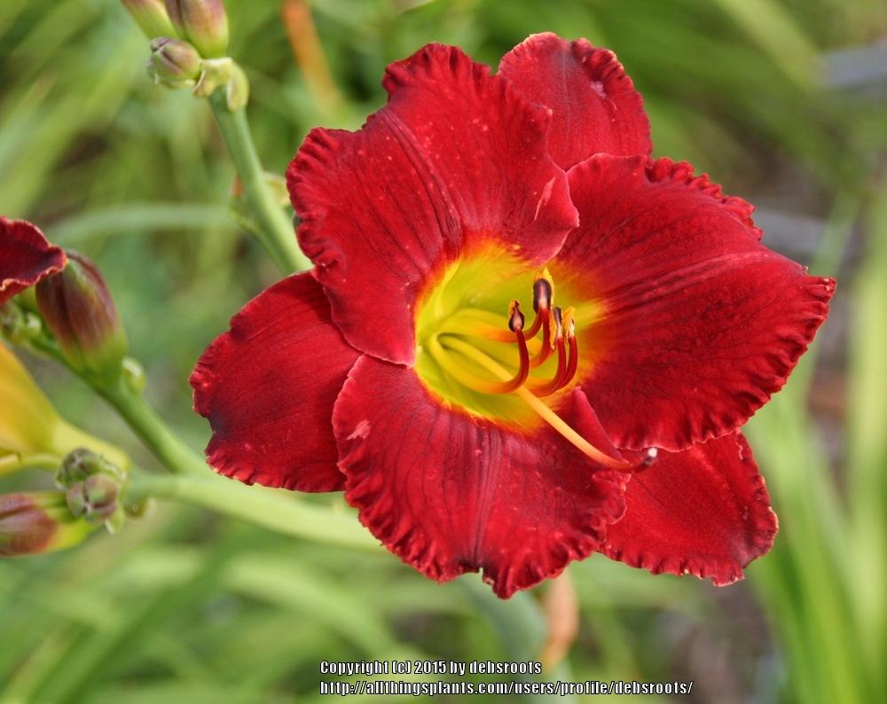 Photo of Daylily (Hemerocallis 'Hearts of Fire') uploaded by debsroots