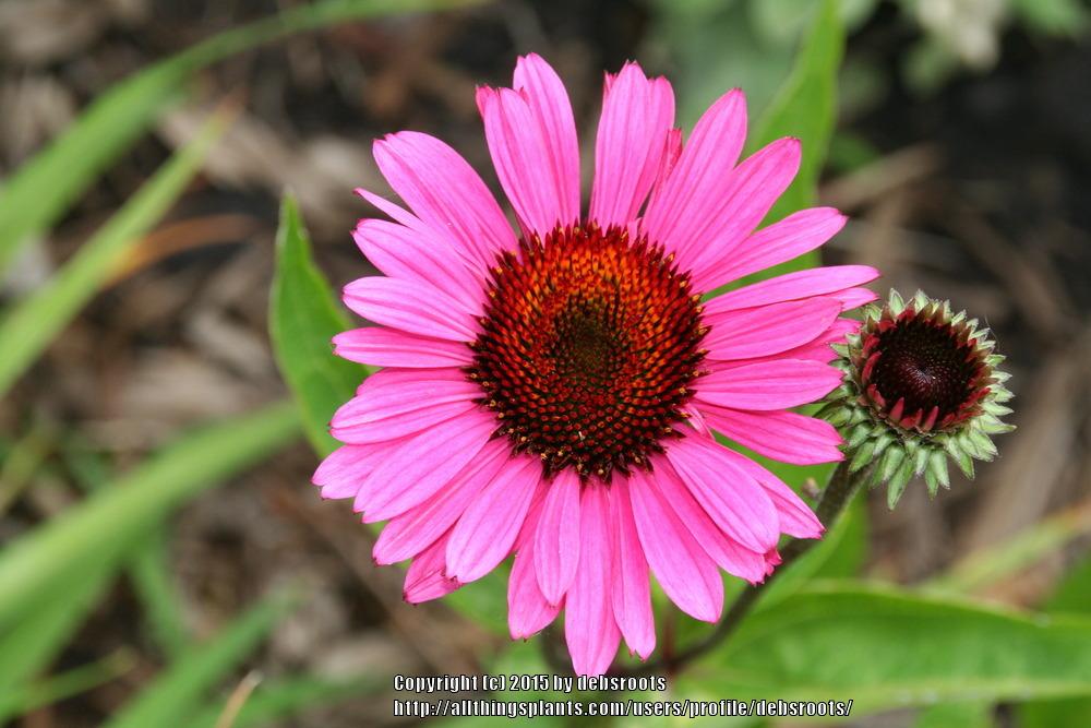 Photo of Coneflower (Echinacea 'Fatal Attraction') uploaded by debsroots