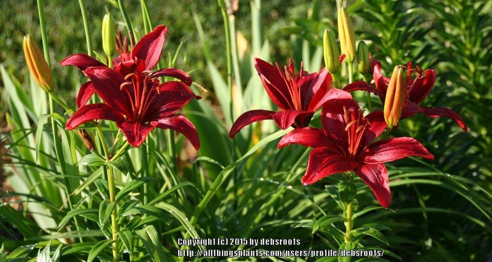 Photo of Lily (Lilium 'Monte Negro') uploaded by debsroots