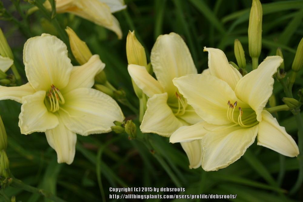 Photo of Daylily (Hemerocallis 'Ice Carnival') uploaded by debsroots