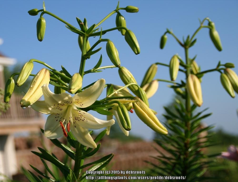Photo of Lily (Lilium 'Sweet Surrender') uploaded by debsroots