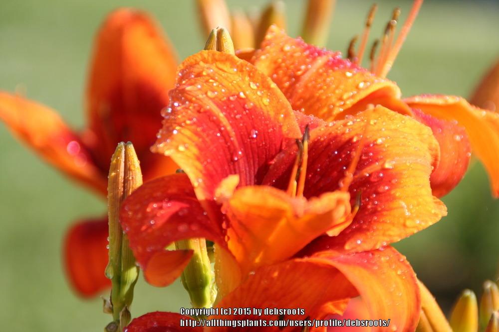 Photo of Daylily (Hemerocallis 'Outrageous') uploaded by debsroots
