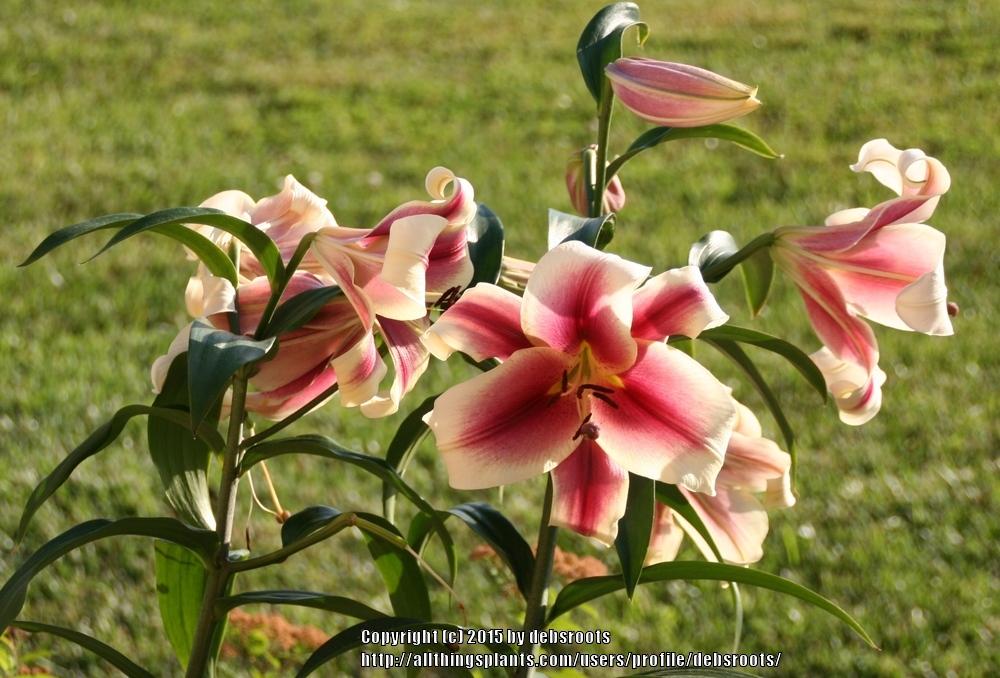 Photo of Lily (Lilium 'Garden Pleasure') uploaded by debsroots