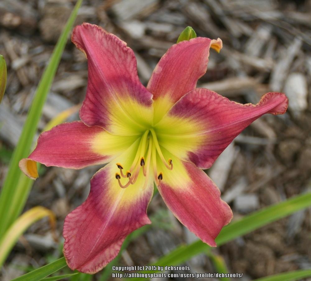Photo of Daylily (Hemerocallis 'Sidewinder Oh Seven') uploaded by debsroots