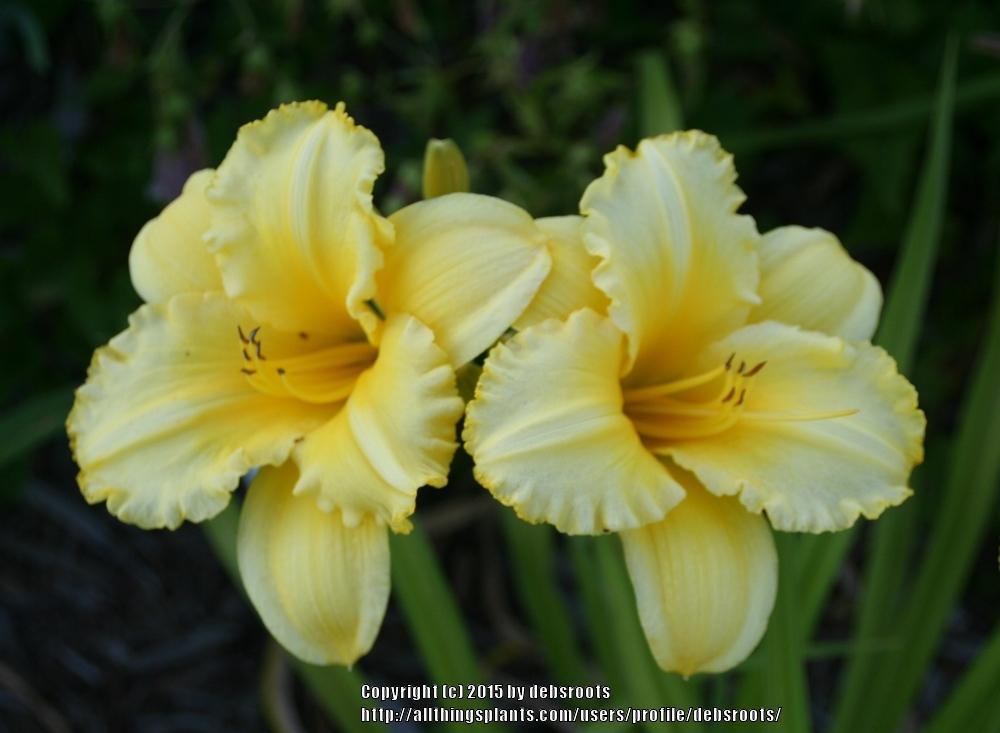 Photo of Daylily (Hemerocallis 'Andrew Christian') uploaded by debsroots