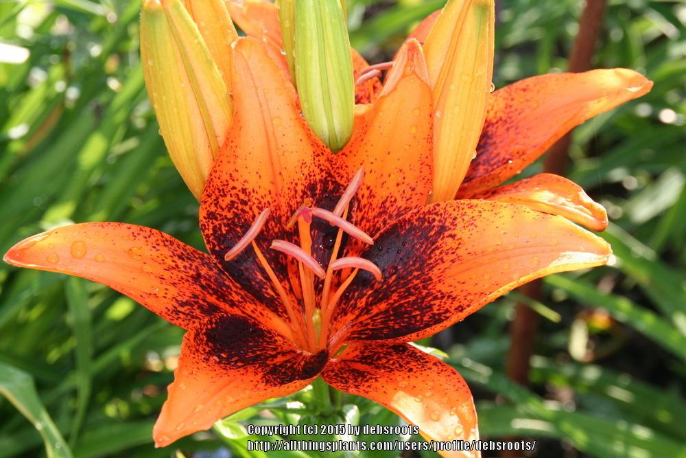 Photo of Lily (Lilium 'Orange Art') uploaded by debsroots