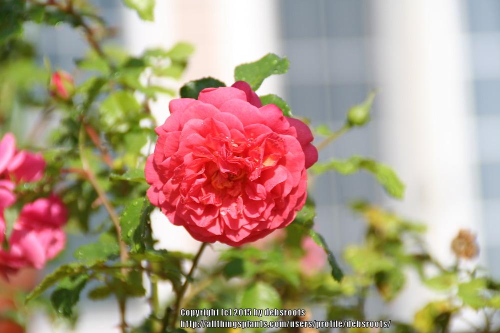Photo of Rose (Rosa 'Christopher Marlowe') uploaded by debsroots