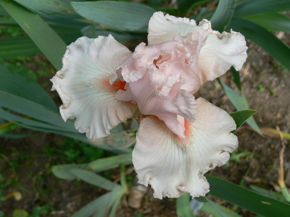 Photo of Tall Bearded Iris (Iris 'Swoosh') uploaded by janwax