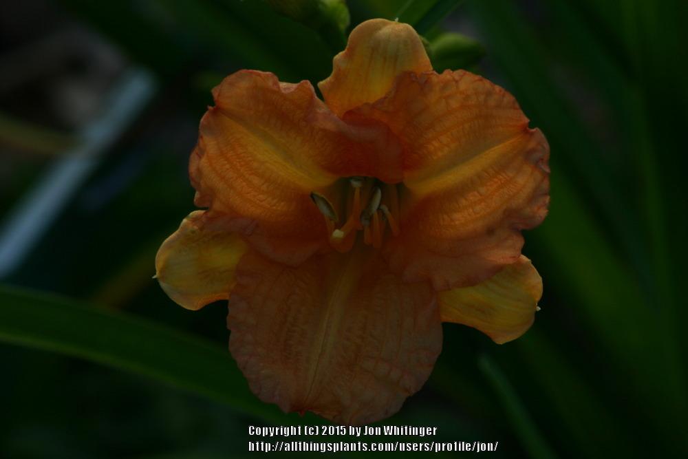Photo of Daylily (Hemerocallis 'Butterscotch Ruffles') uploaded by jon