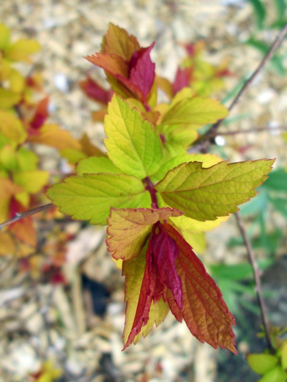 Photo of Japanese Spirea (Spiraea japonica 'Magic Carpet') uploaded by lauribob
