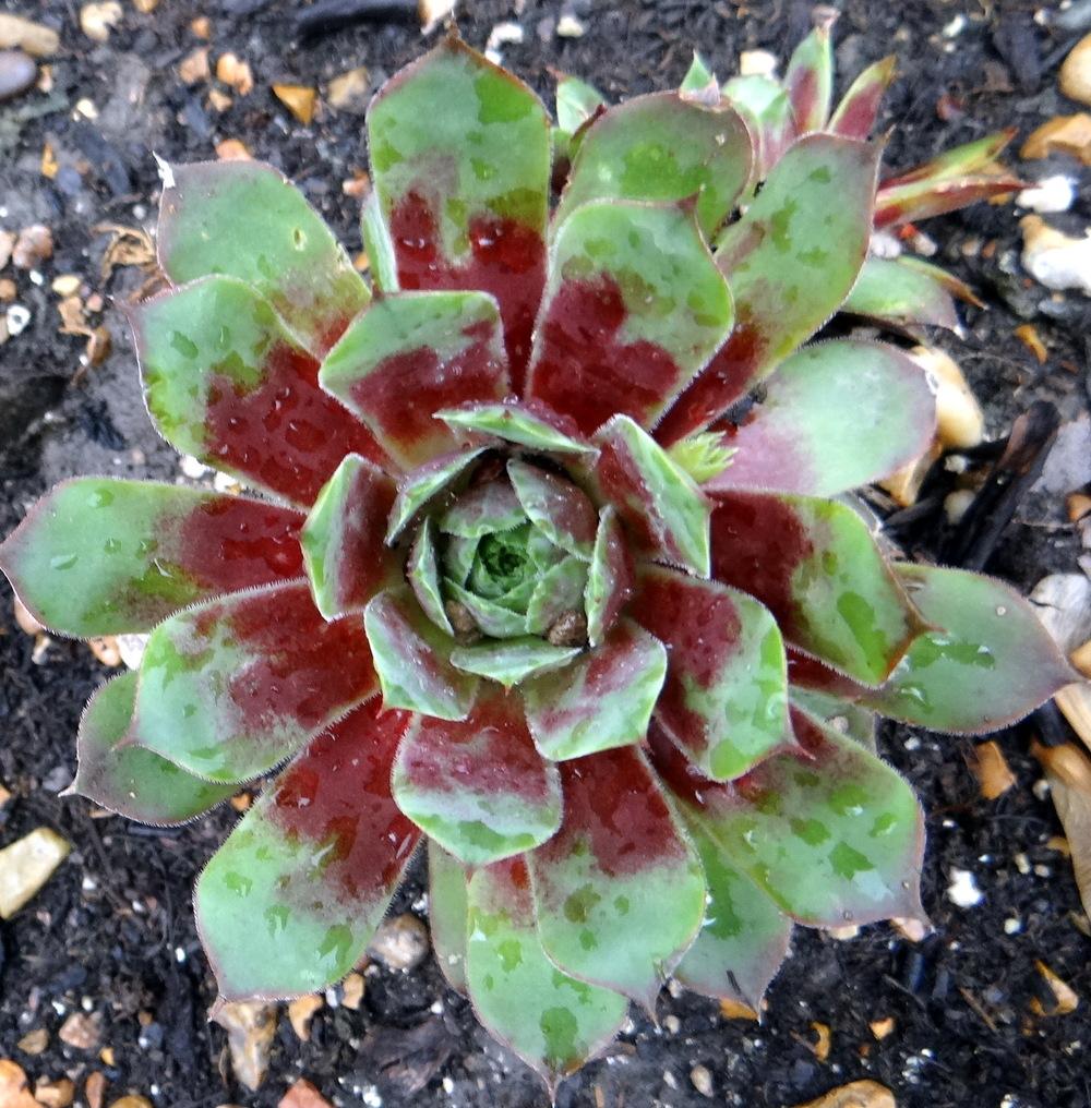 Photo of Hen and Chicks (Sempervivum 'Fuego') uploaded by stilldew