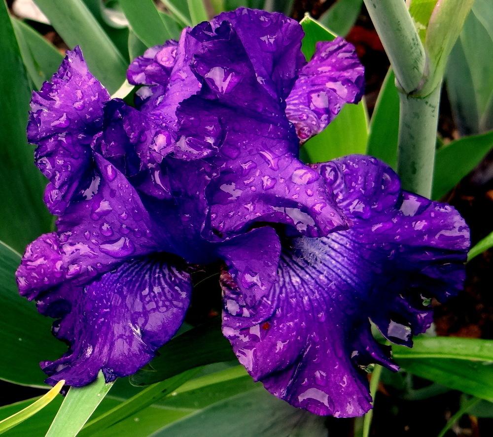 Photo of Tall Bearded Iris (Iris 'Raven's Quote') uploaded by stilldew