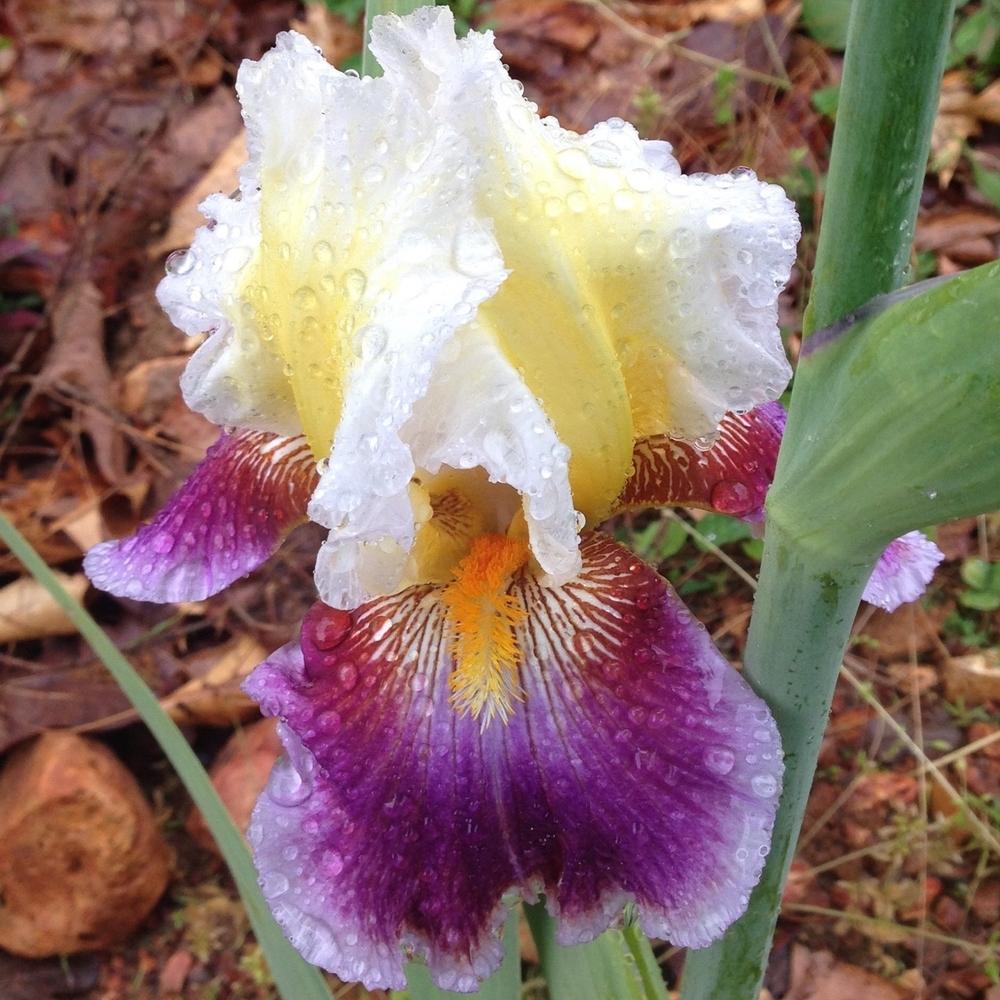 Photo of Tall Bearded Iris (Iris 'Dawn Eternal') uploaded by Dodecatheon3