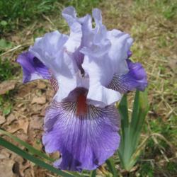 Location: My garden in Northwest Arkansas
Date: 2015-05-06
First Bloom