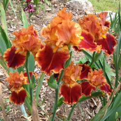 Location: My garden in Northwest Arkansas
Date: 05/05/2015
First bloom season