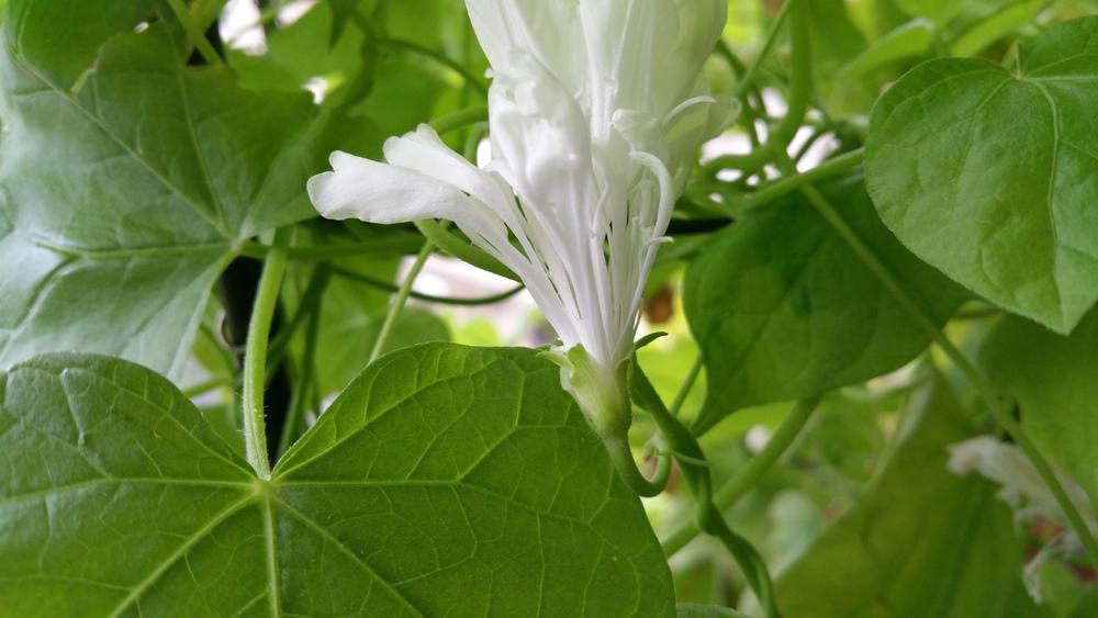 Photo of Tall Morning Glory (Ipomoea purpurea 'Hige') uploaded by Gerris2