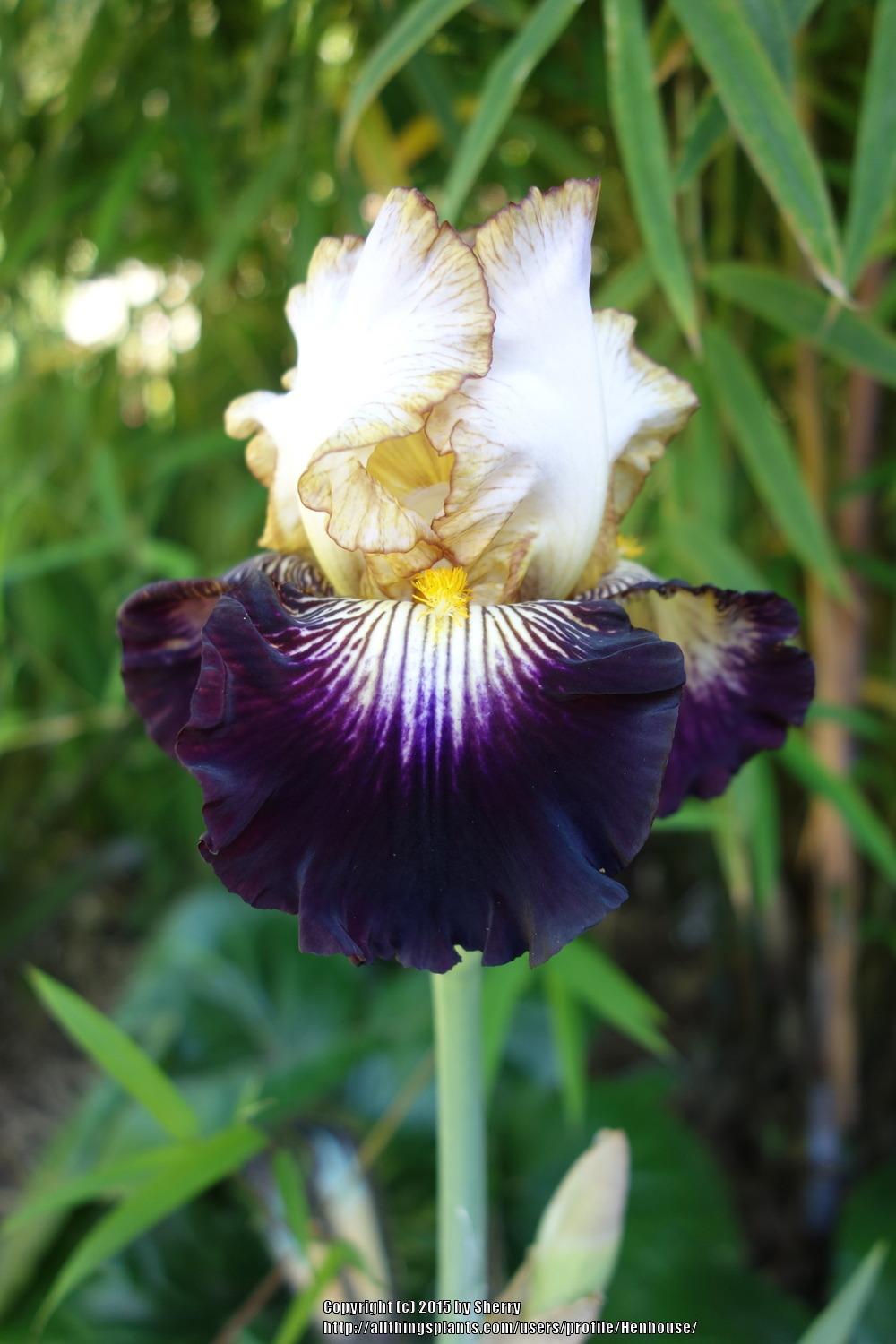 Photo of Tall Bearded Iris (Iris 'New Found Glory') uploaded by Henhouse