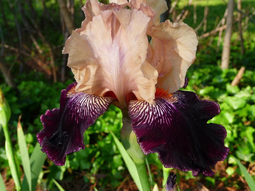 Photo of Tall Bearded Iris (Iris 'Wench') uploaded by Lestv