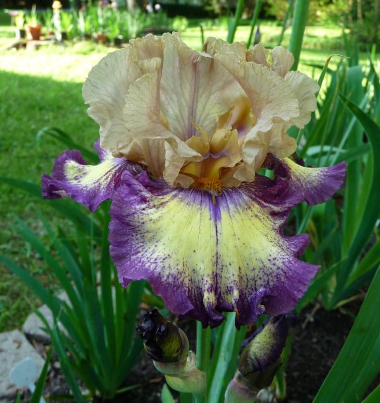 Photo of Tall Bearded Iris (Iris 'Exactitude') uploaded by Lestv