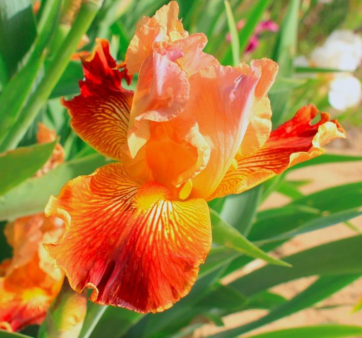 Photo of Tall Bearded Iris (Iris 'Arcimboldo') uploaded by Moiris