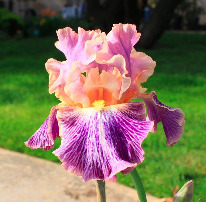 Photo of Tall Bearded Iris (Iris 'Elizabethan Age') uploaded by Moiris