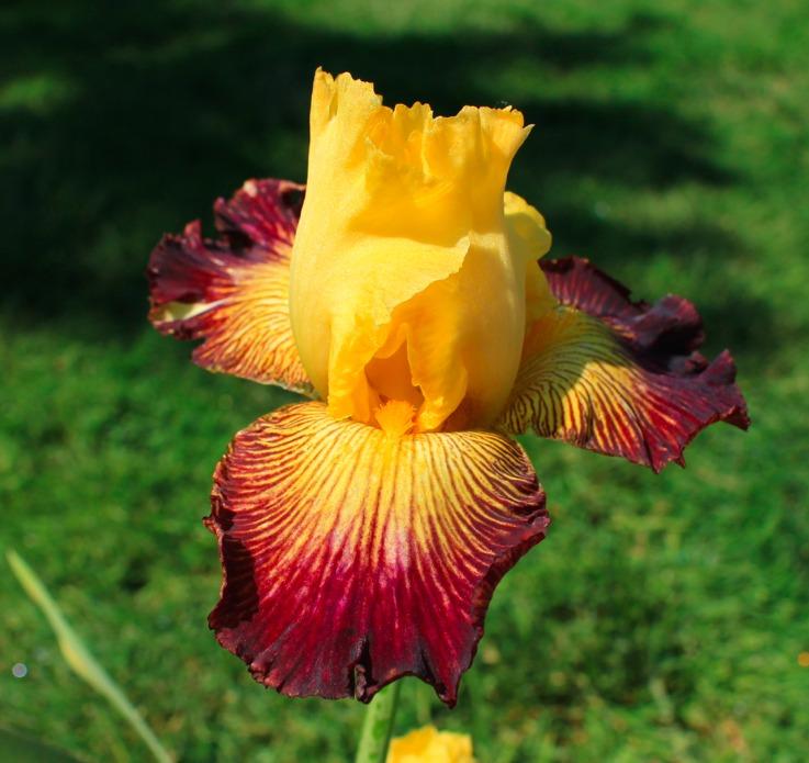 Photo of Tall Bearded Iris (Iris 'Living on the Edge') uploaded by Moiris