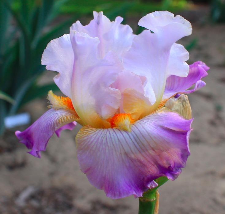 Photo of Tall Bearded Iris (Iris 'Exhibitionist') uploaded by Moiris