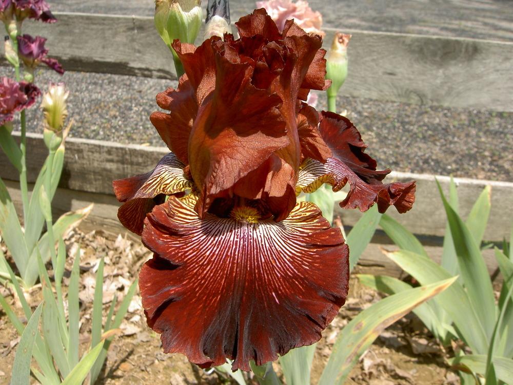 Photo of Tall Bearded Iris (Iris 'Dare Me') uploaded by Muddymitts