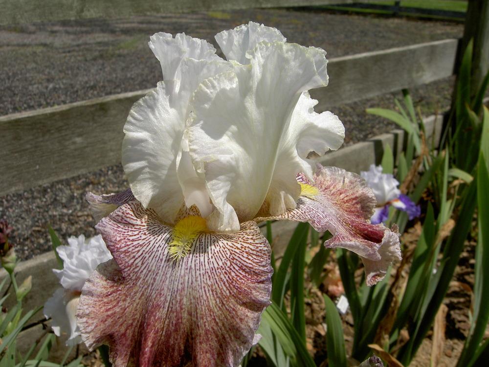 Photo of Tall Bearded Iris (Iris 'Thundering Ovation') uploaded by Muddymitts