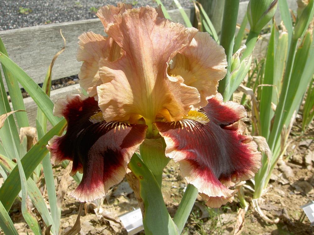 Photo of Tall Bearded Iris (Iris 'Cowboy Caviar') uploaded by Muddymitts