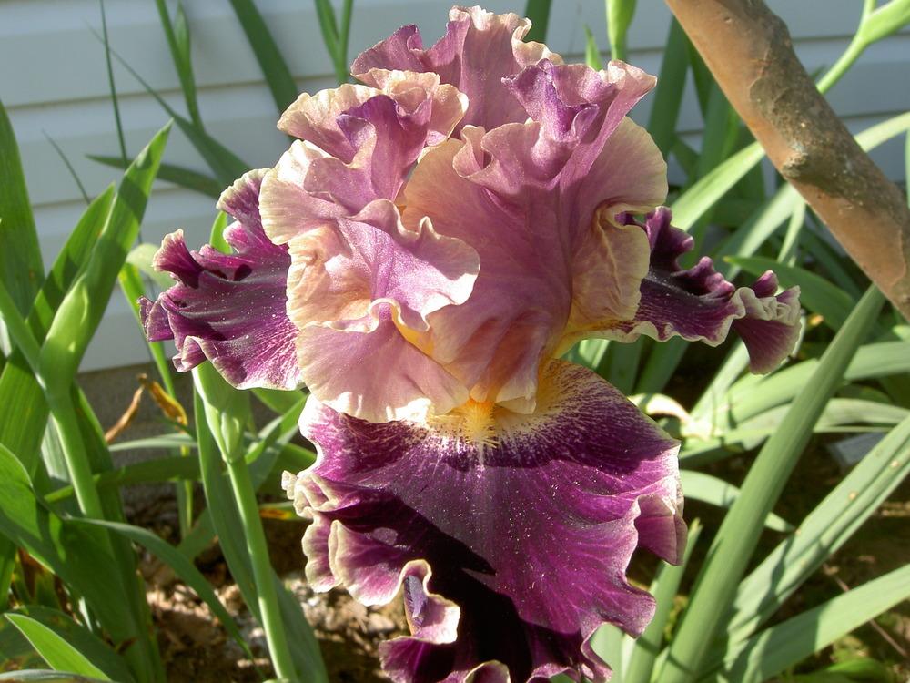 Photo of Tall Bearded Iris (Iris 'Secret Recipe') uploaded by Muddymitts
