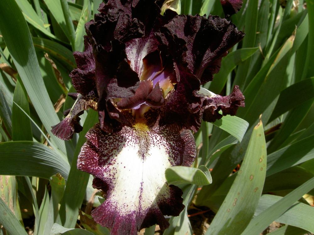 Photo of Tall Bearded Iris (Iris 'Out Walkin'') uploaded by Muddymitts