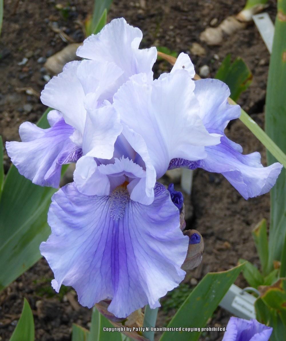 Photo of Tall Bearded Iris (Iris 'Duncan's Smiling Eyes') uploaded by Patty