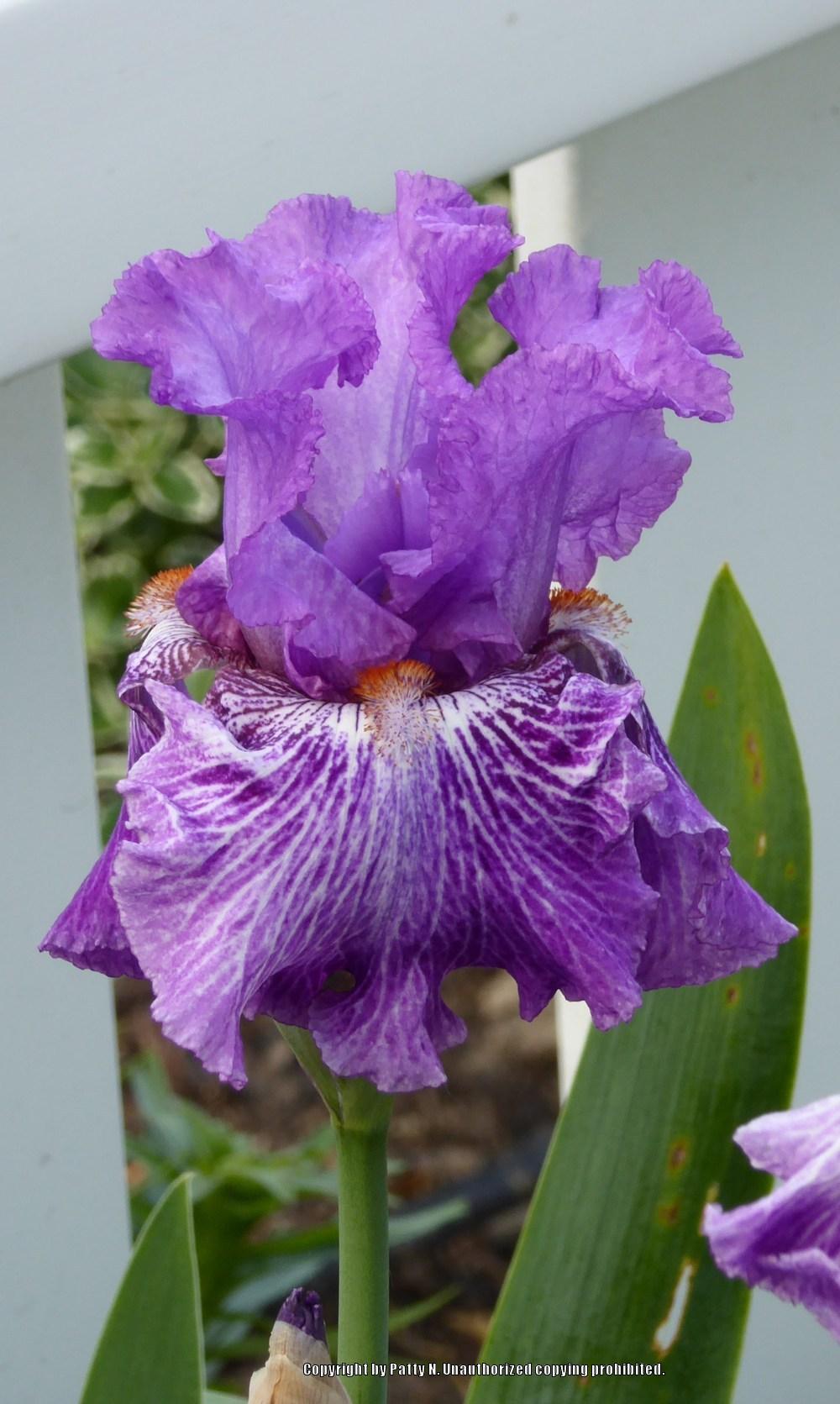 Photo of Tall Bearded Iris (Iris 'Splatter Art') uploaded by Patty