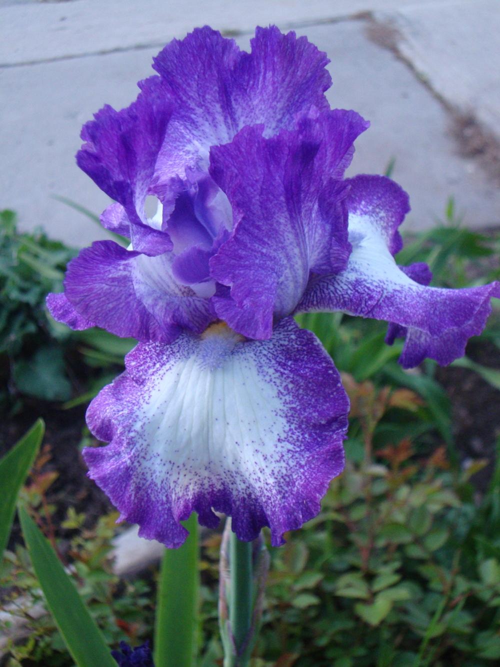 Photo of Tall Bearded Iris (Iris 'Jesse's Song') uploaded by Paul2032