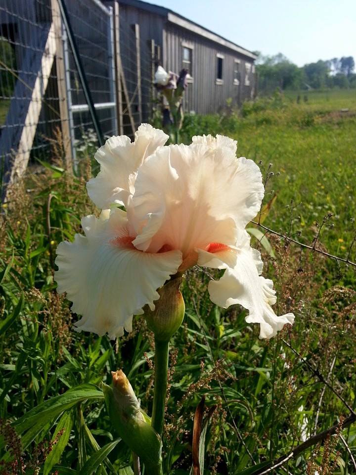 Photo of Tall Bearded Iris (Iris 'Wedding Belle') uploaded by TammyB