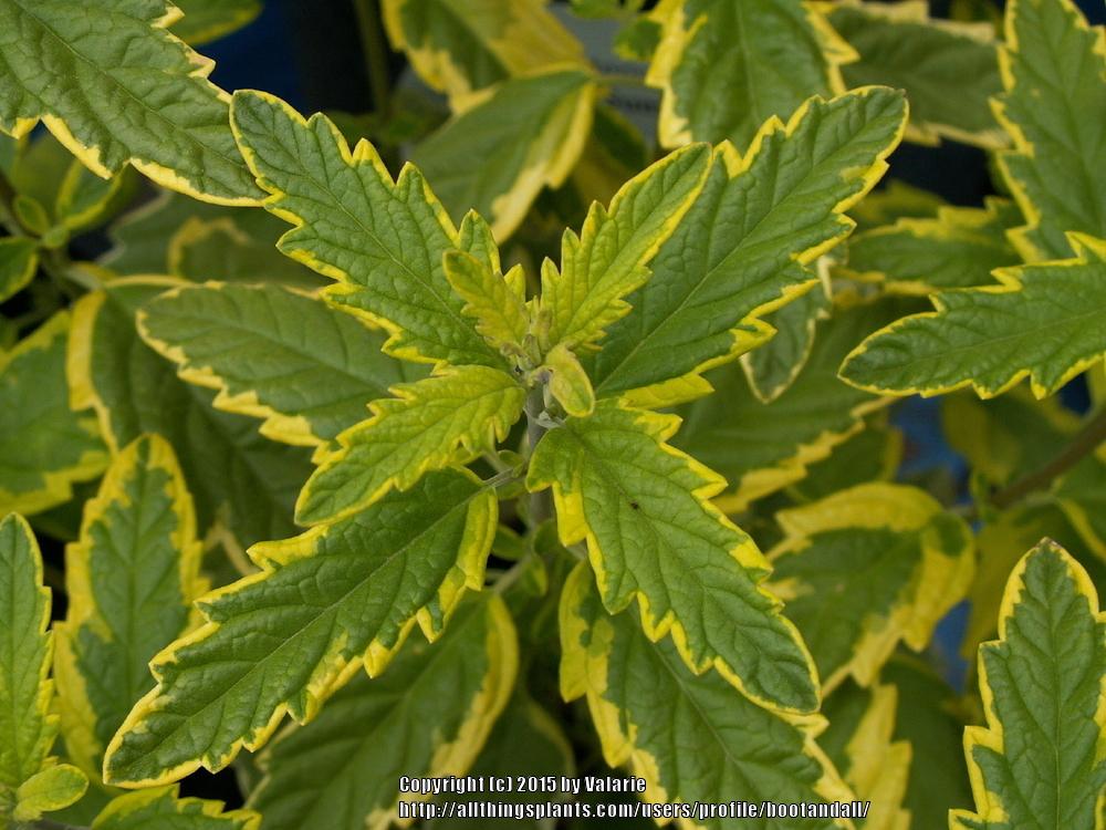 Photo of Bluebeard (Caryopteris x clandonensis Summer Sorbet®) uploaded by bootandall