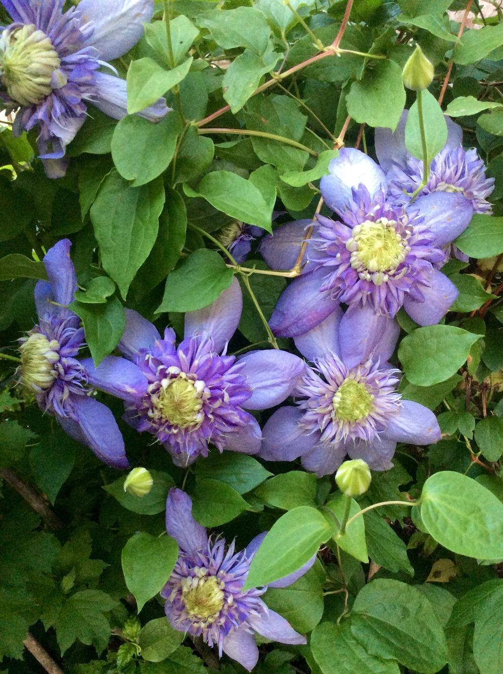 Photo of Clematis Blue Light™ uploaded by clintbrown