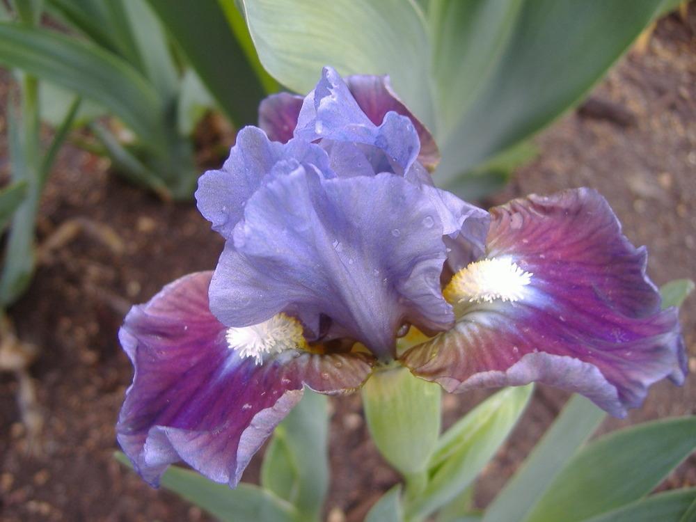 Photo of Standard Dwarf Bearded Iris (Iris 'Devoted') uploaded by tveguy3